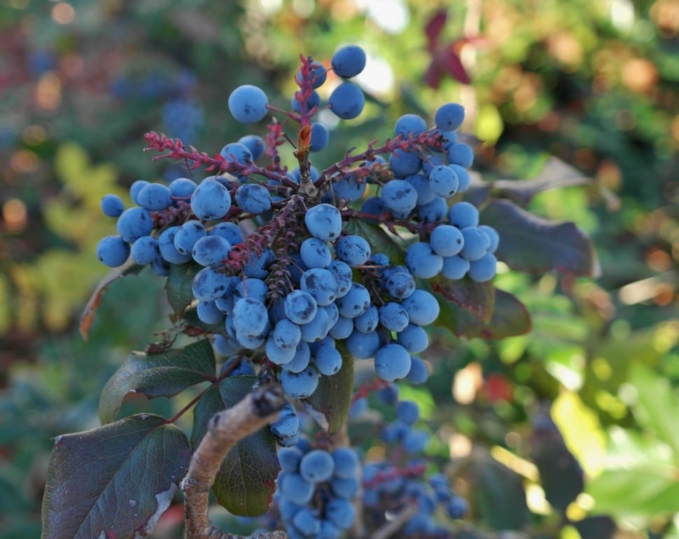 blueberries fruit preview