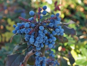 blueberries fruit thumbnail