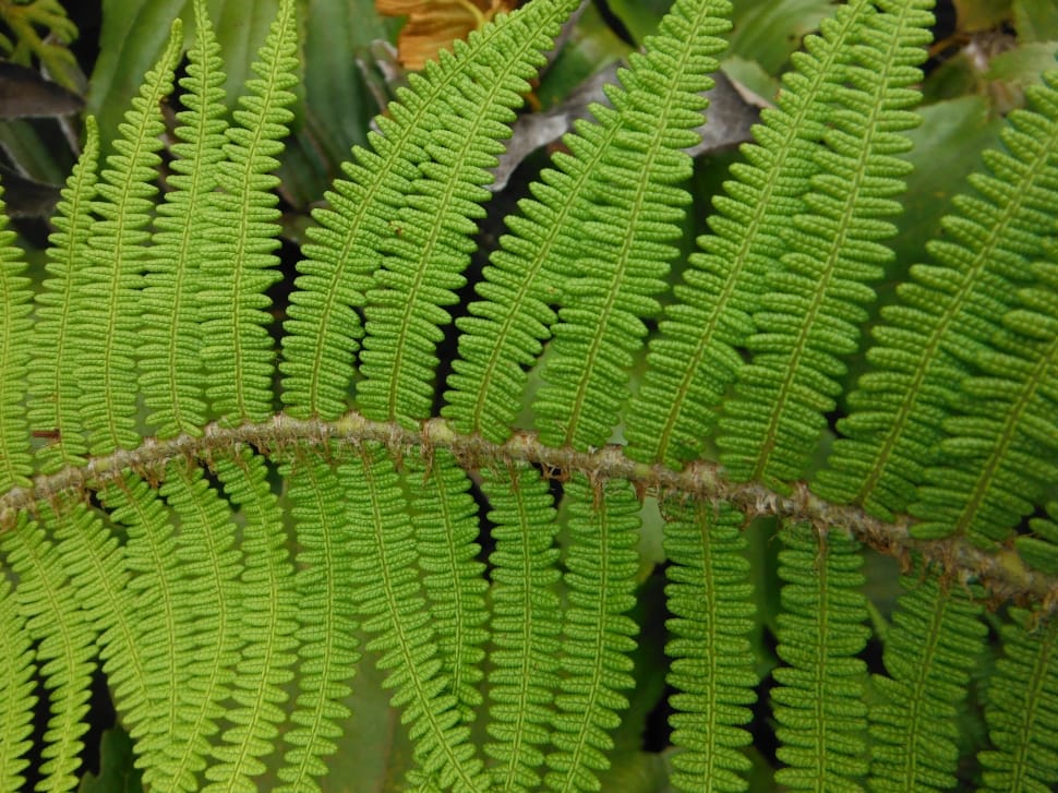 green fern preview