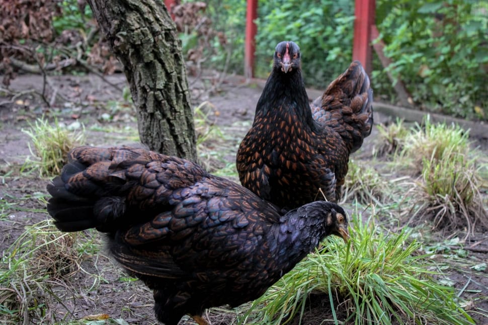 two black hens beside green grass preview