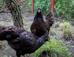 two black hens beside green grass thumbnail