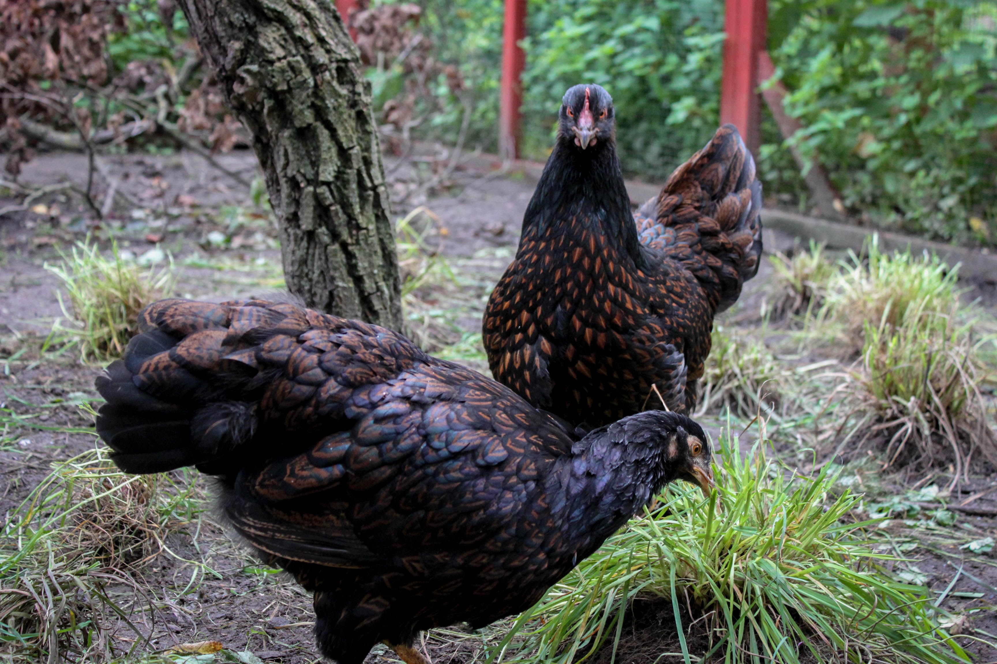 two black hens beside green grass