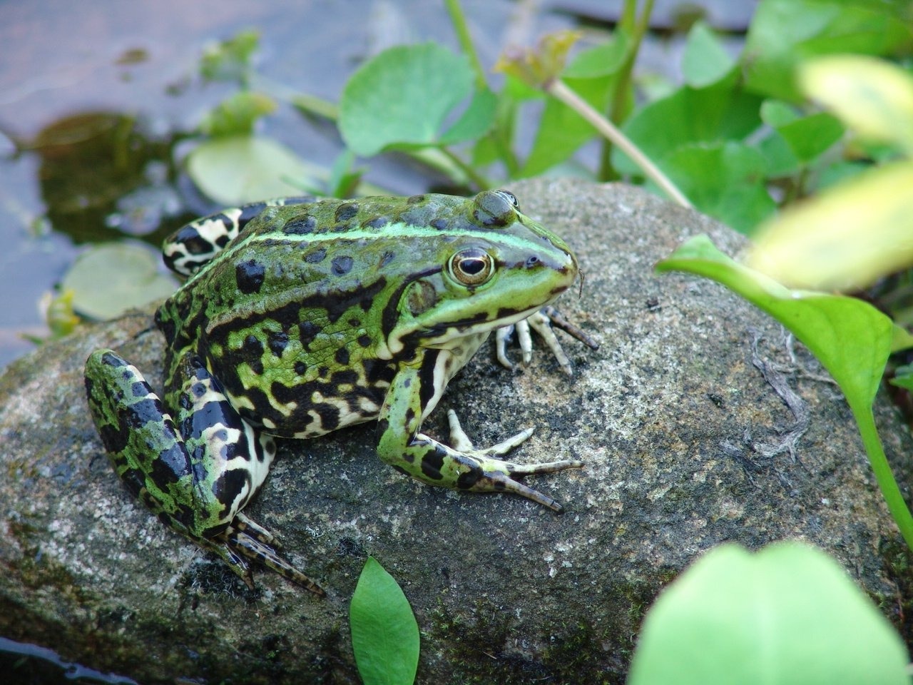 black and green frog