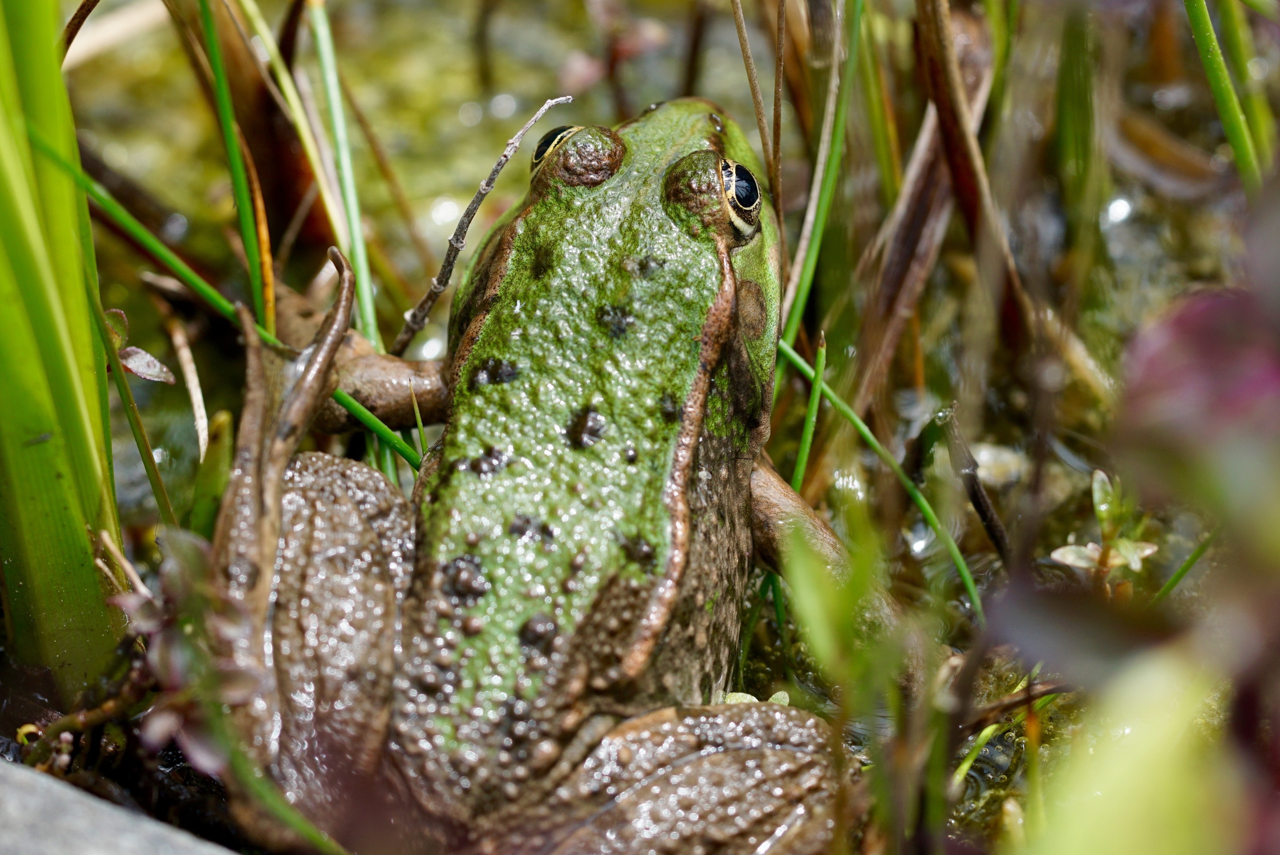 gree and brown frog