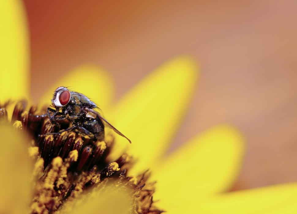 macro photography of black bee on yellow sunflower preview
