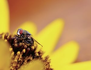 macro photography of black bee on yellow sunflower thumbnail
