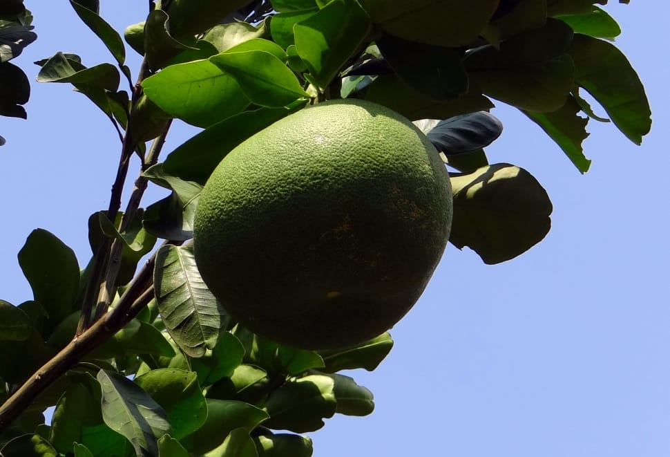 small green fruit in tree under the blue sky during daytime preview