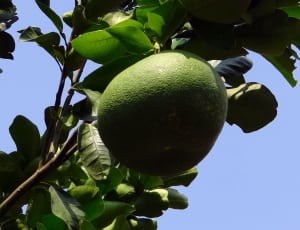 small green fruit in tree under the blue sky during daytime thumbnail