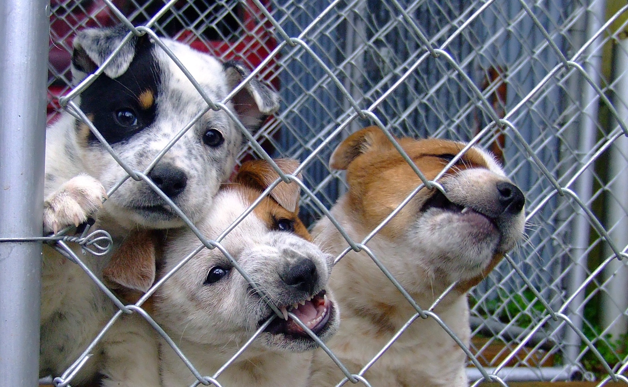 3 short coated puppies