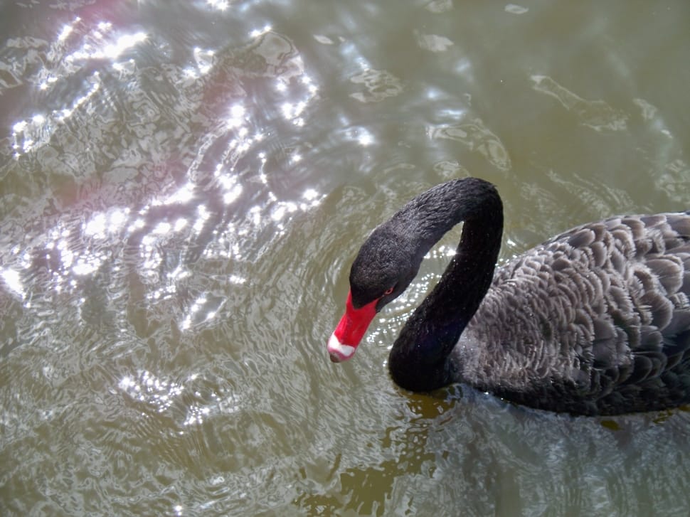 black gray and and red duck preview