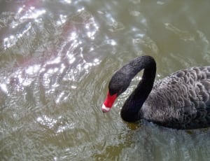 black gray and and red duck thumbnail