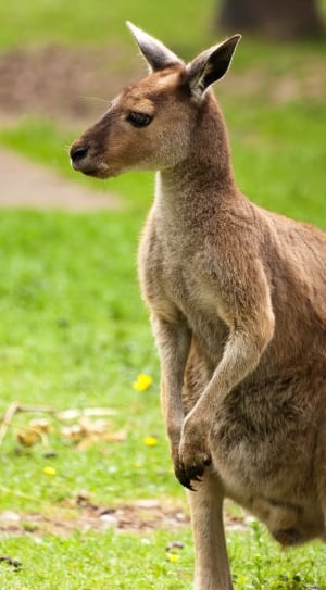 adult kangaroo thumbnail