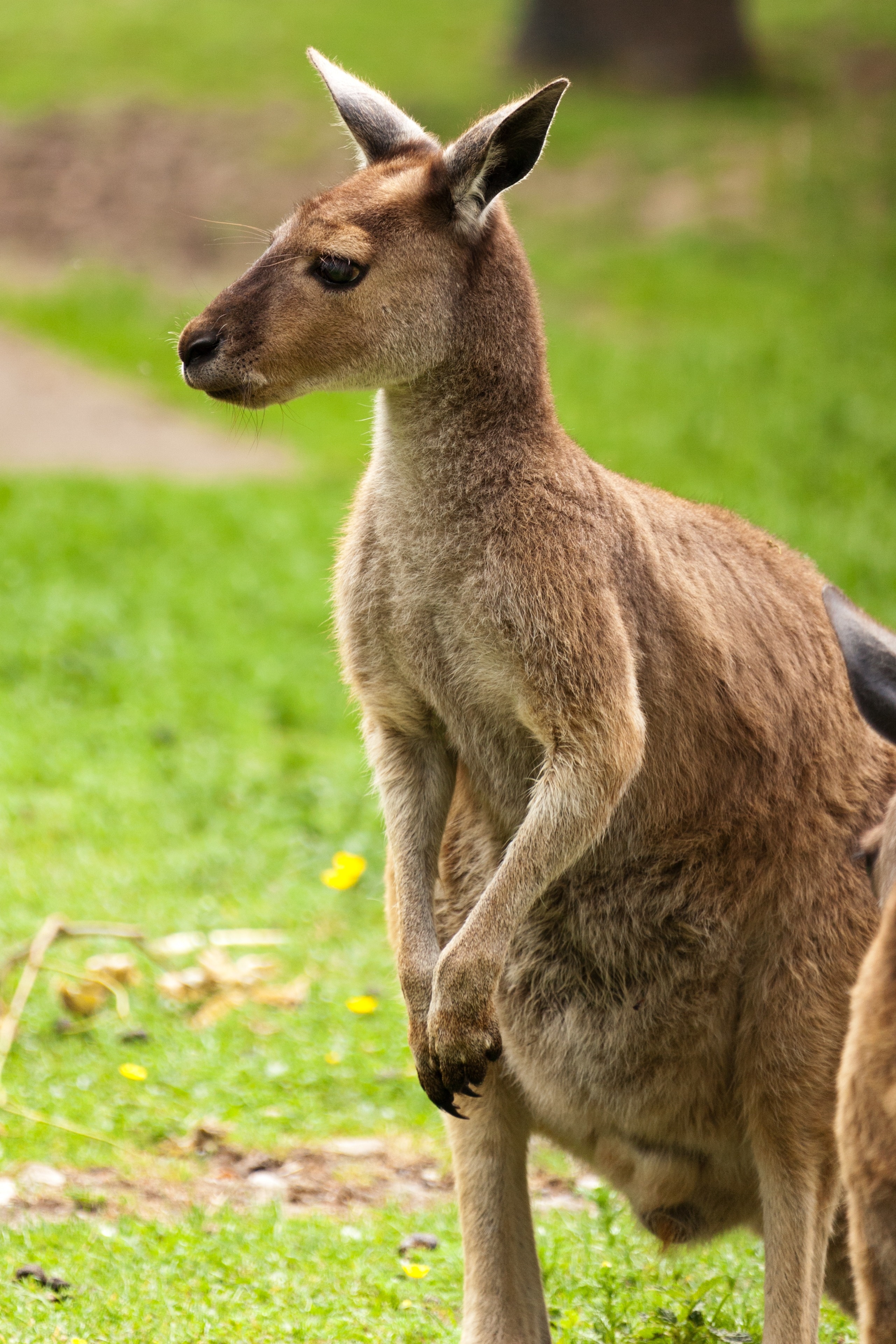adult kangaroo