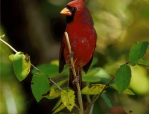 red and black bird thumbnail