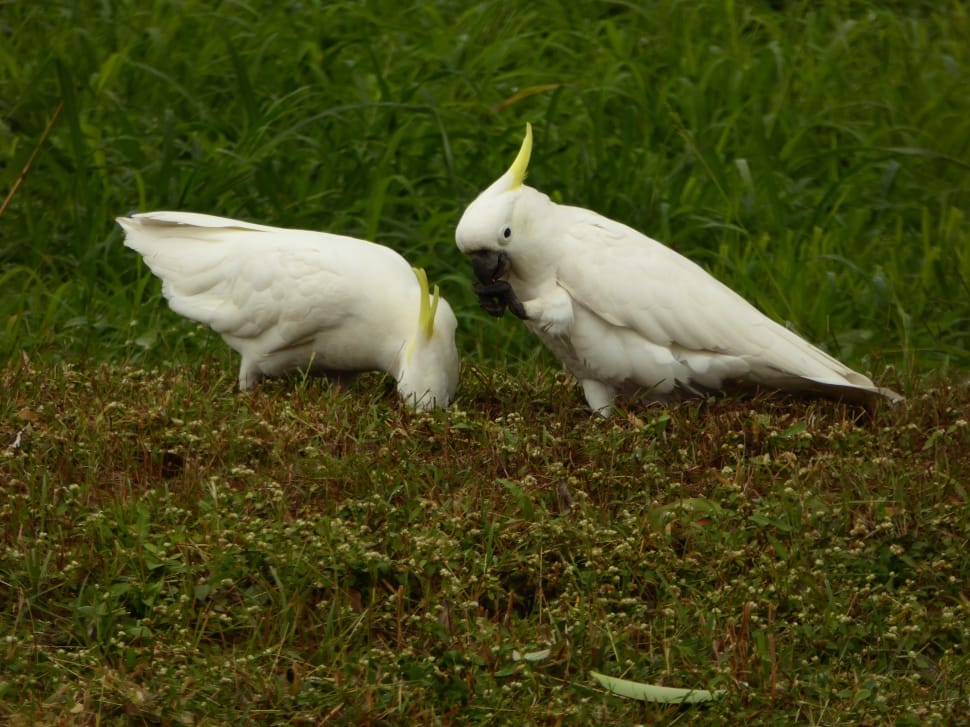 2 white cockatoos preview