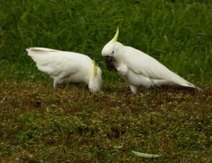2 white cockatoos thumbnail