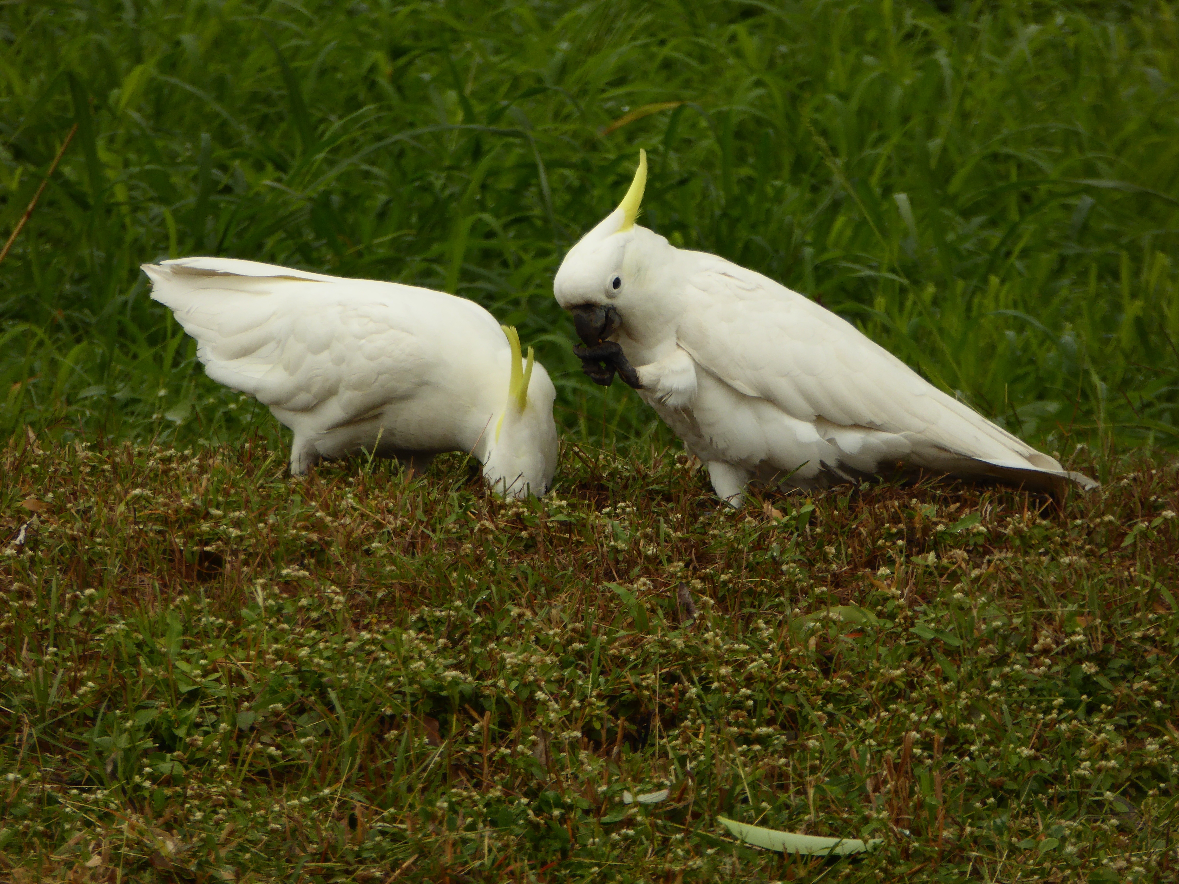2 white cockatoos