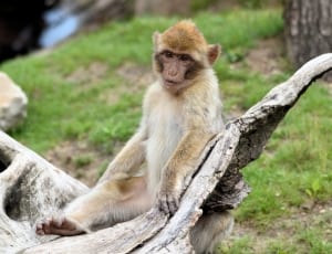 brown and beige monkey thumbnail