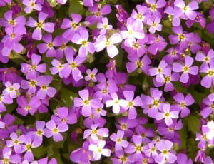 purple flower plants thumbnail