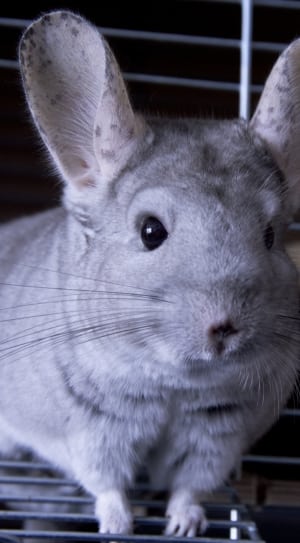 white and gray rodent thumbnail