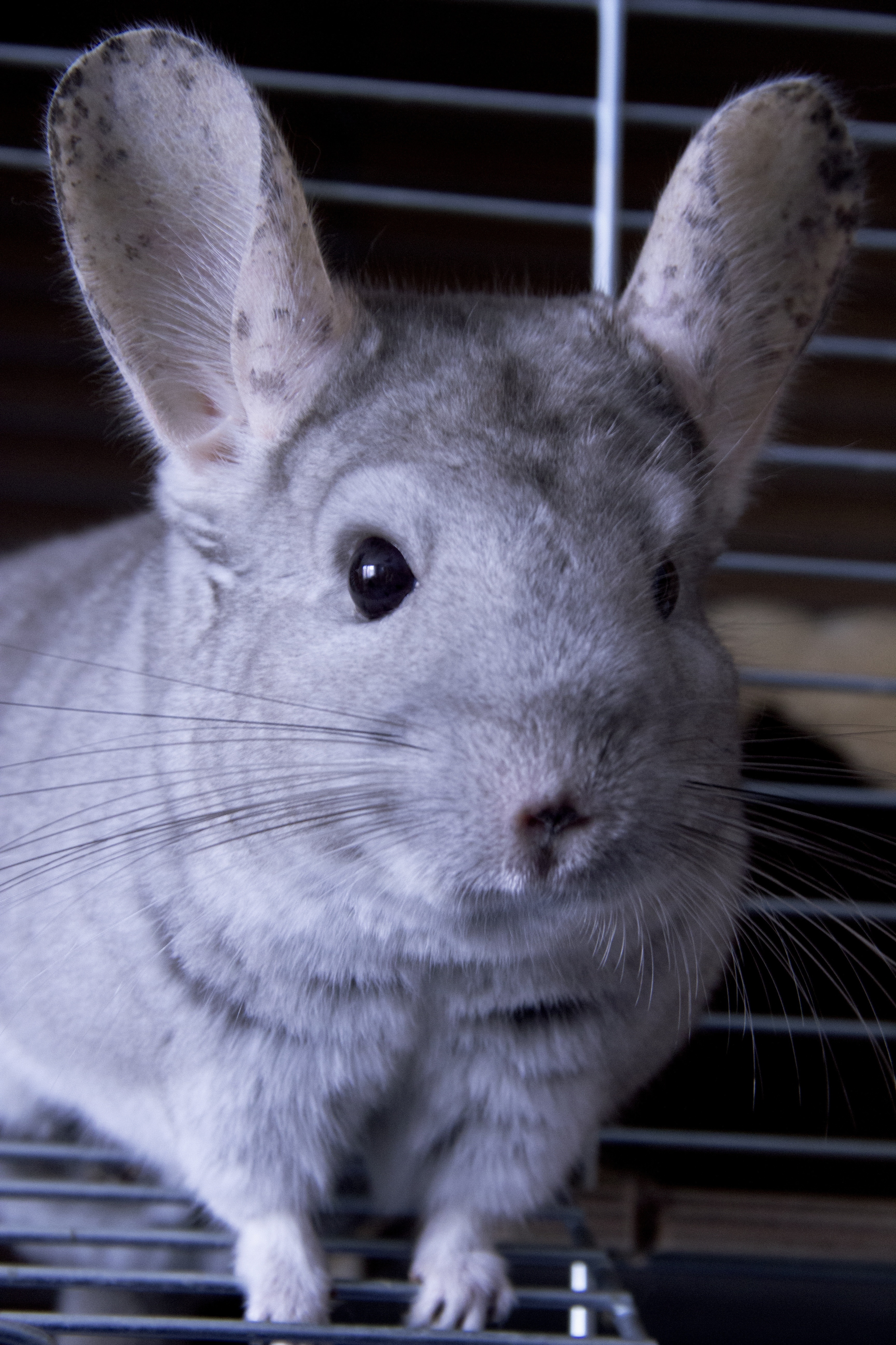 white and gray rodent