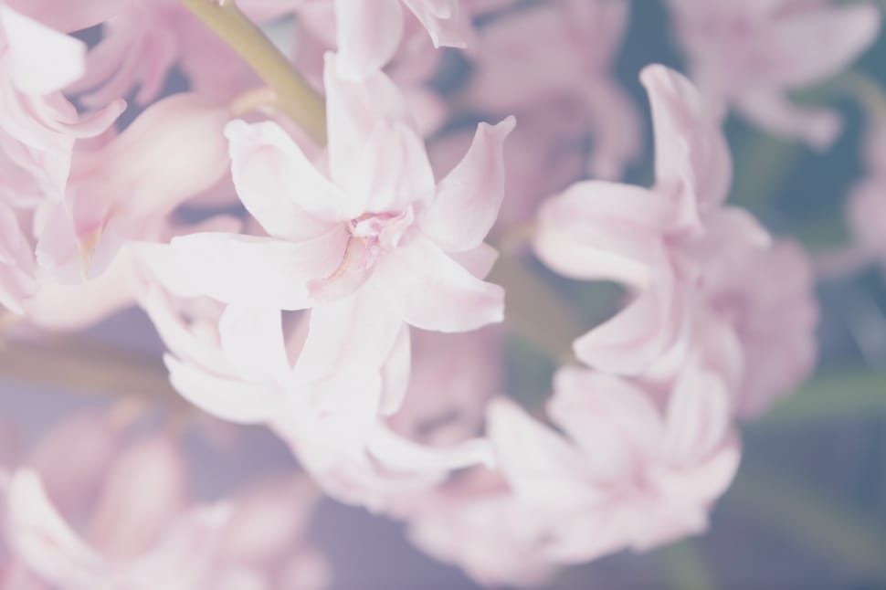 closeup photography of white hyacinth flower preview