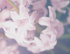 closeup photography of white hyacinth flower thumbnail
