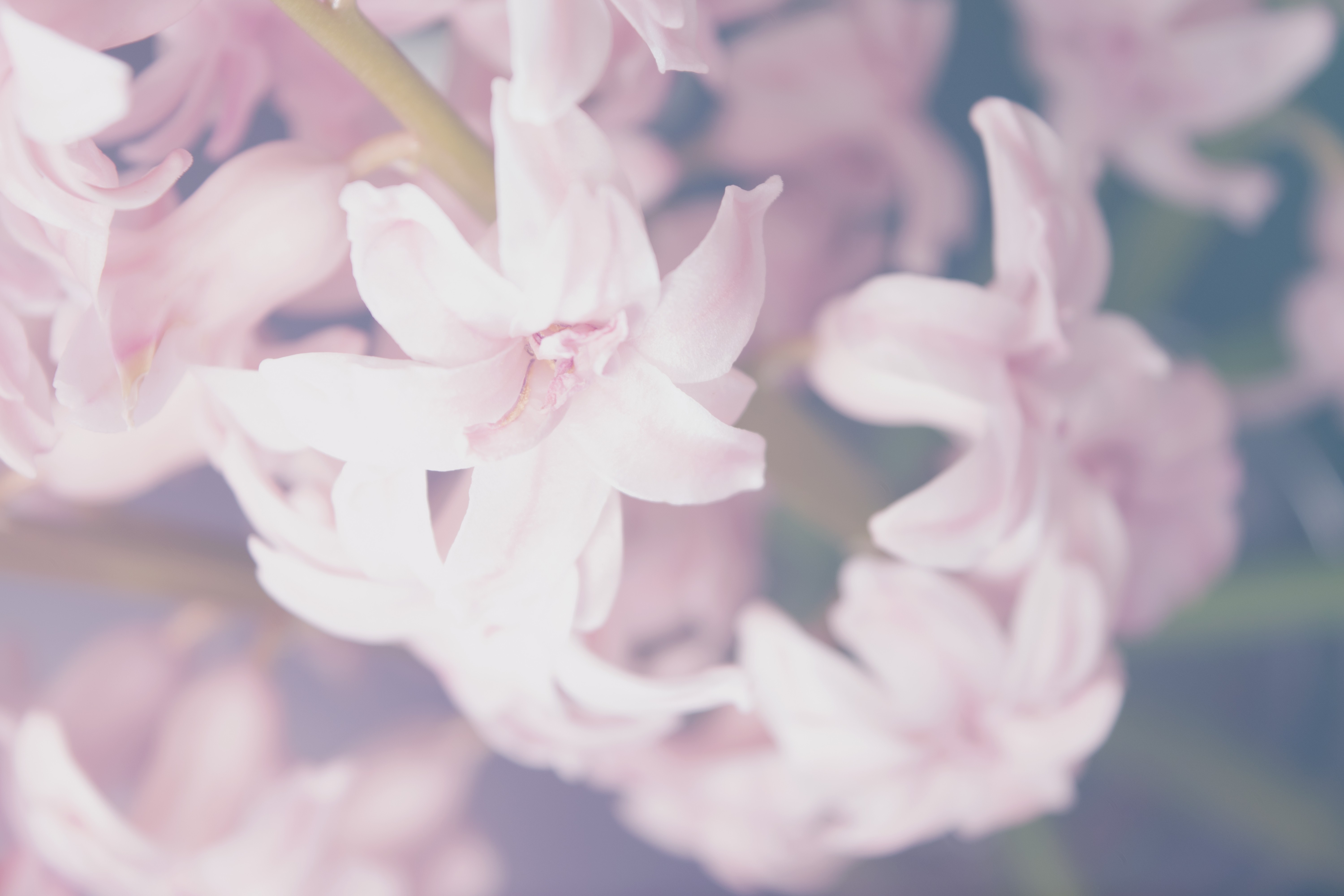 closeup photography of white hyacinth flower