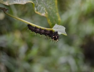 black caterpillar in green leaf thumbnail