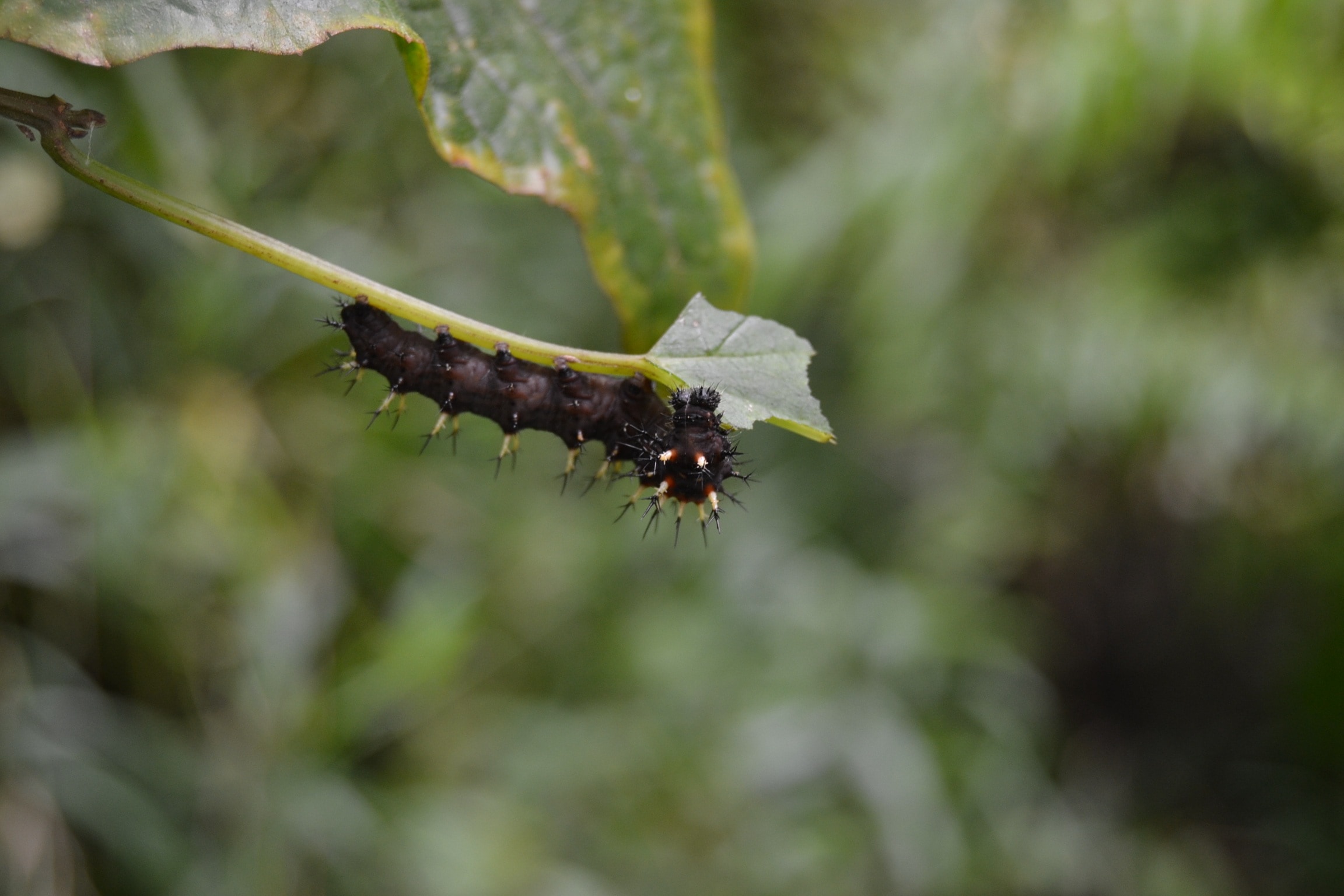 black caterpillar in green leaf