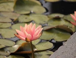 water lilly with lotus flower thumbnail