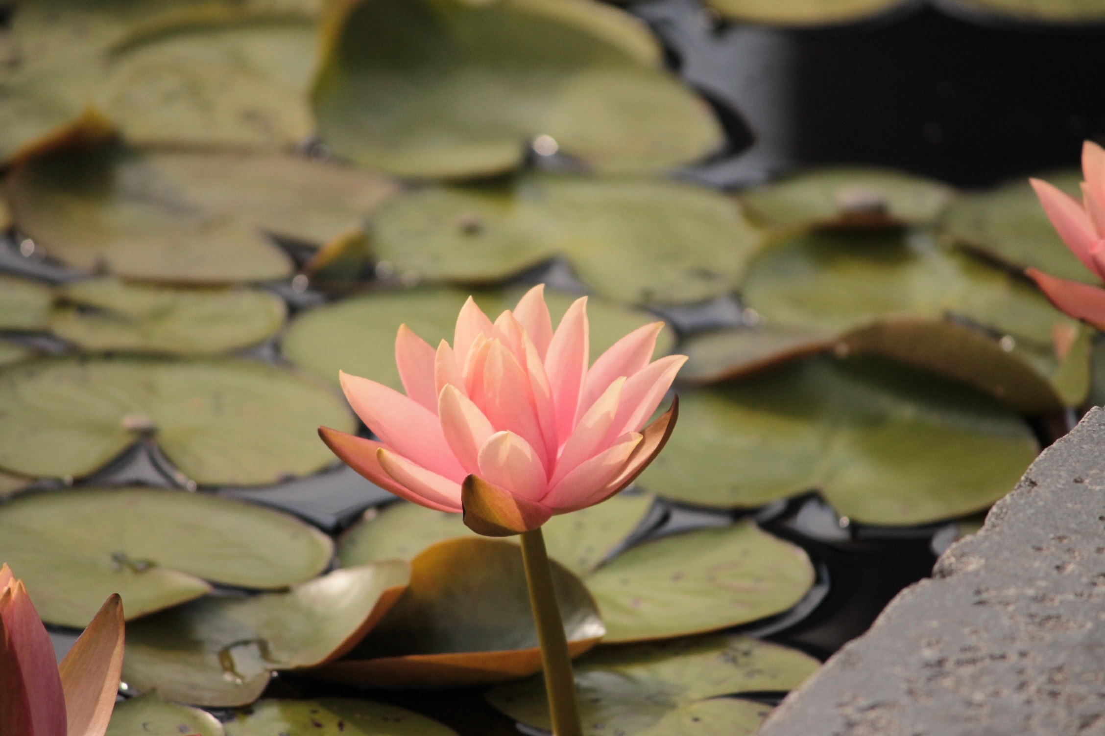 water lilly with lotus flower