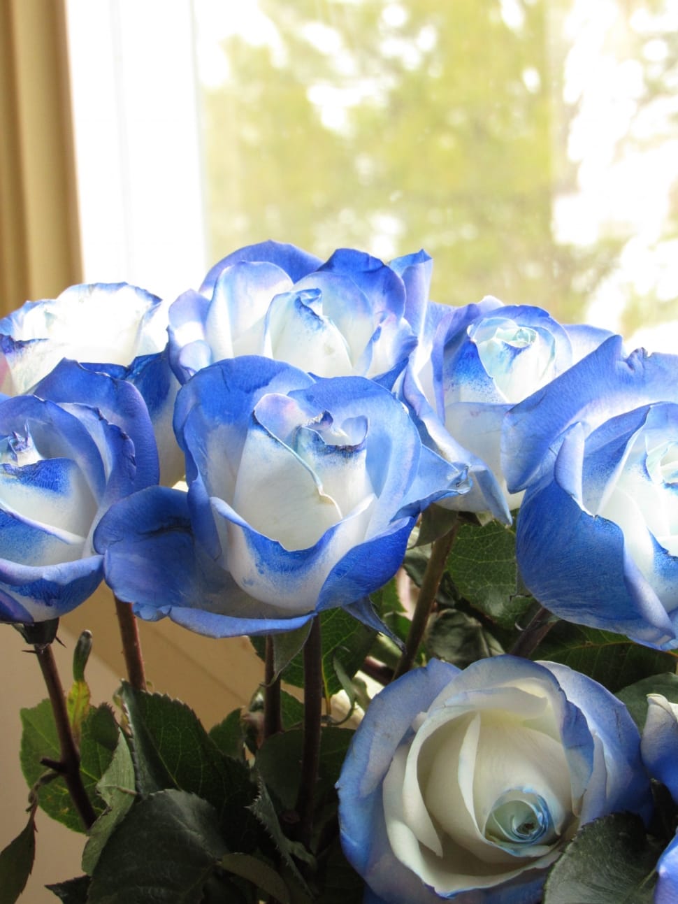 white roses with blue tips bouquet