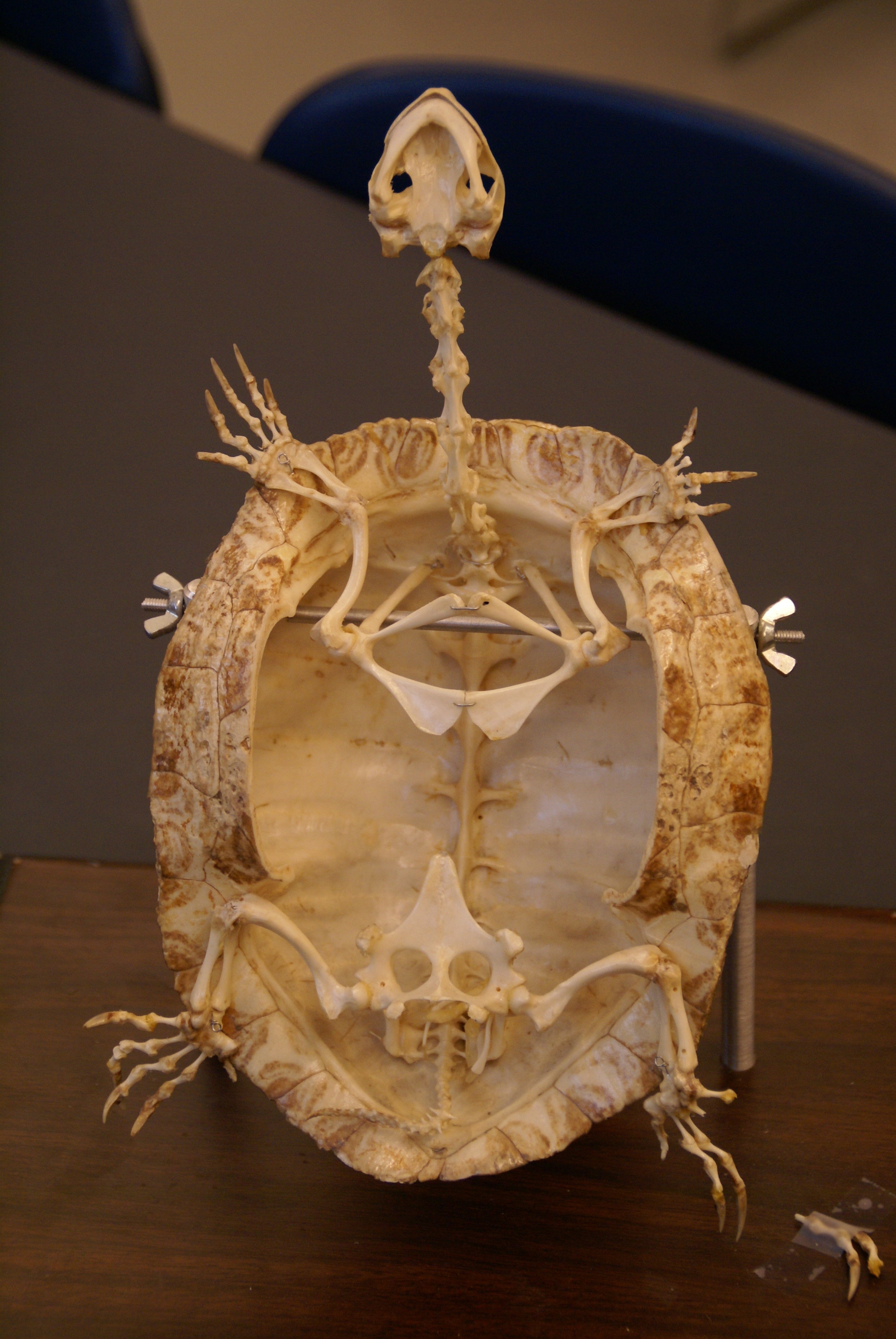 bird skeleton figurine