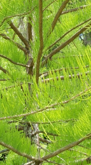 closeup photo of green trees thumbnail