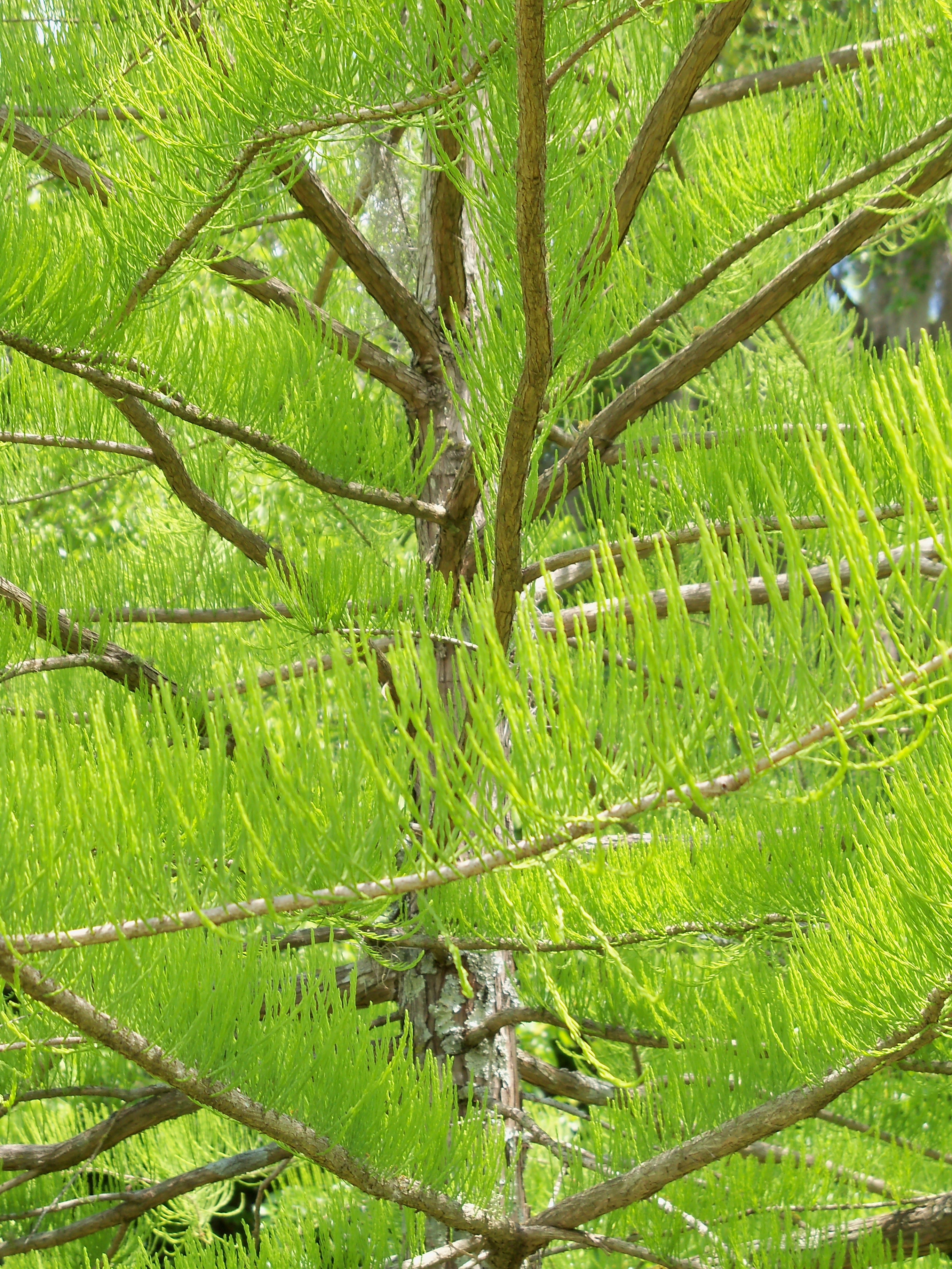 closeup photo of green trees