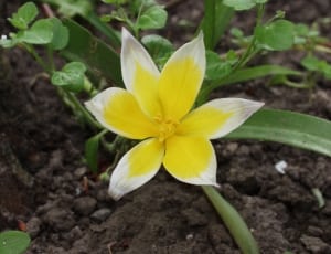 yellow and white petaled flower thumbnail