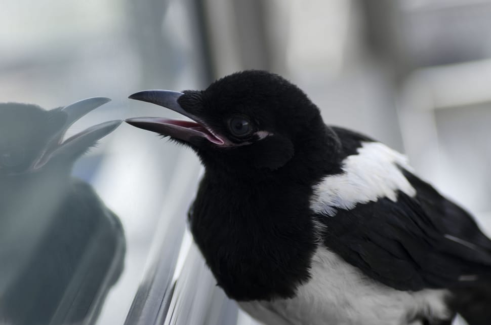 black and white short beak bird preview