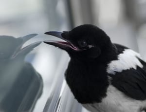 black and white short beak bird thumbnail