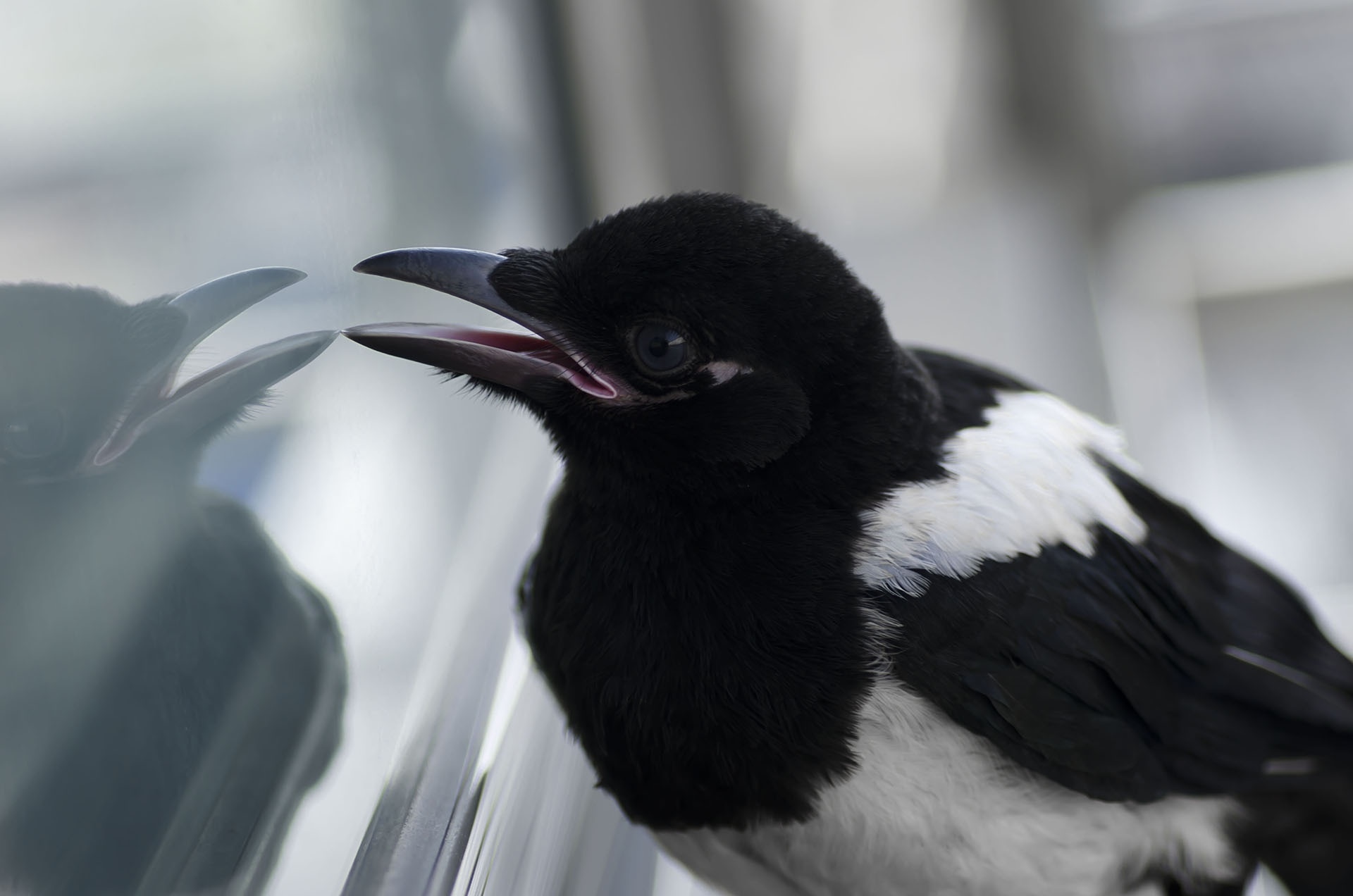 black and white short beak bird