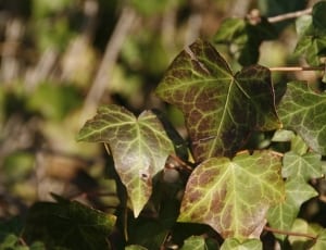 green and brown leaf plant thumbnail