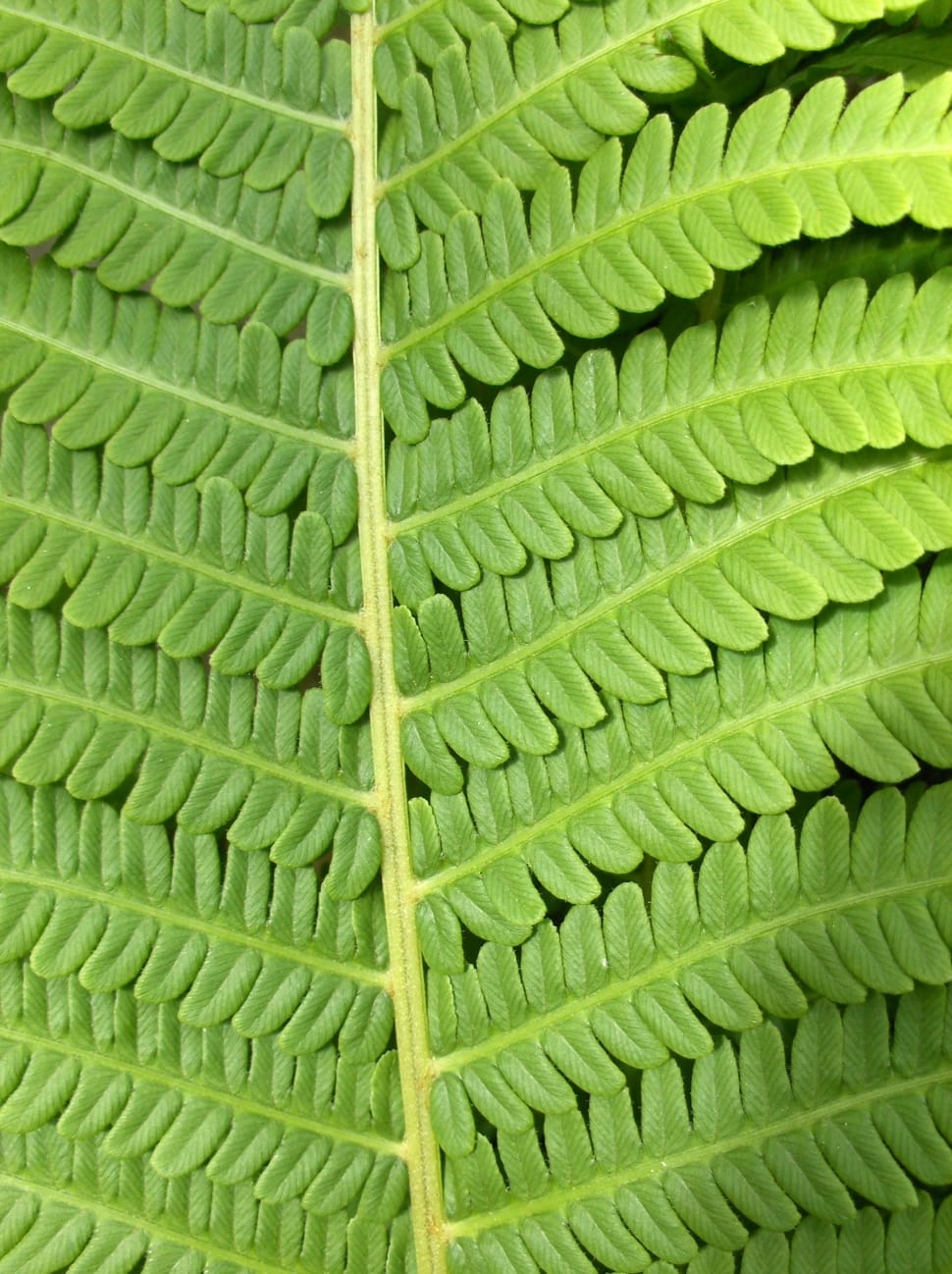 green leafy plant preview