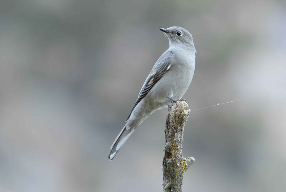 grey and white bird preview
