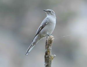 grey and white bird thumbnail