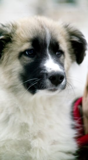 close up photo of white and brown long coated puppy thumbnail