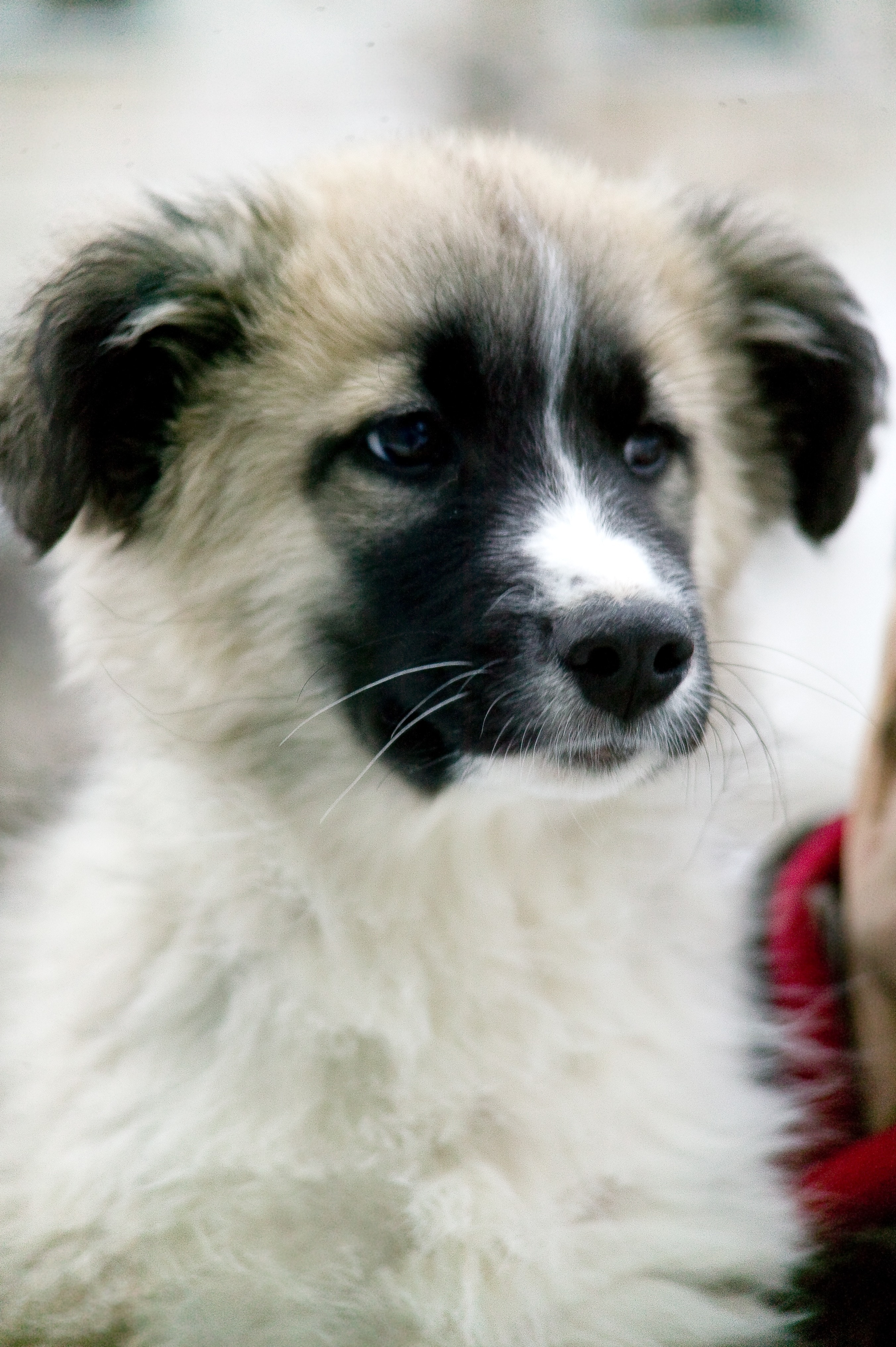 close up photo of white and brown long coated puppy