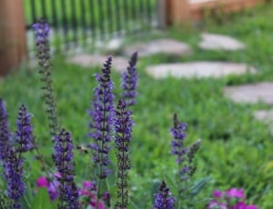 lavender plant thumbnail