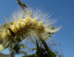 yellow and black caterpillar thumbnail