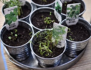 green plants in can thumbnail
