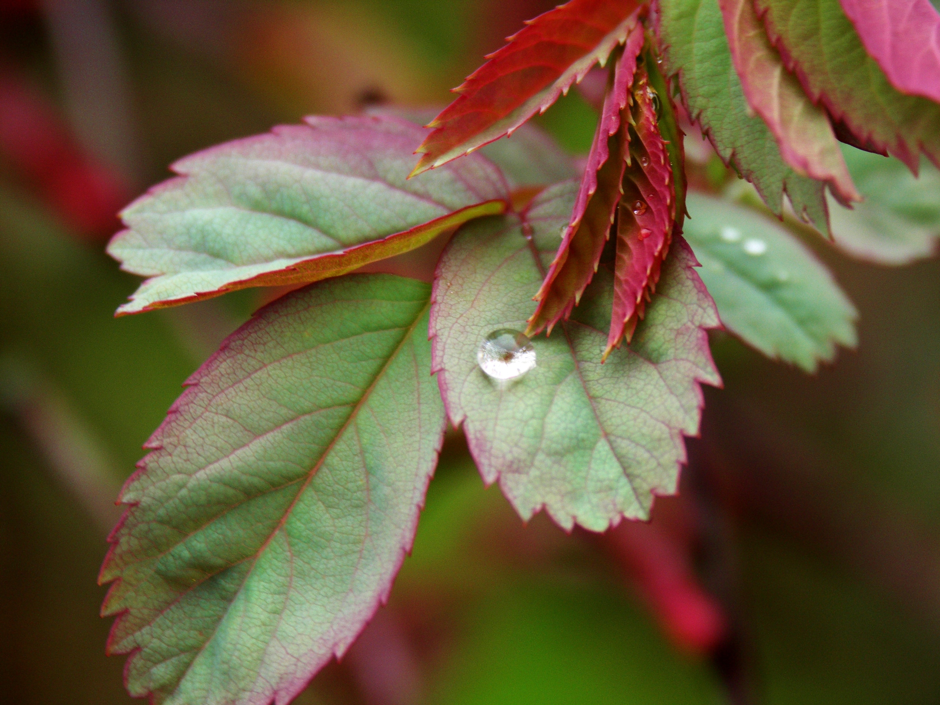 red and green leaf plant